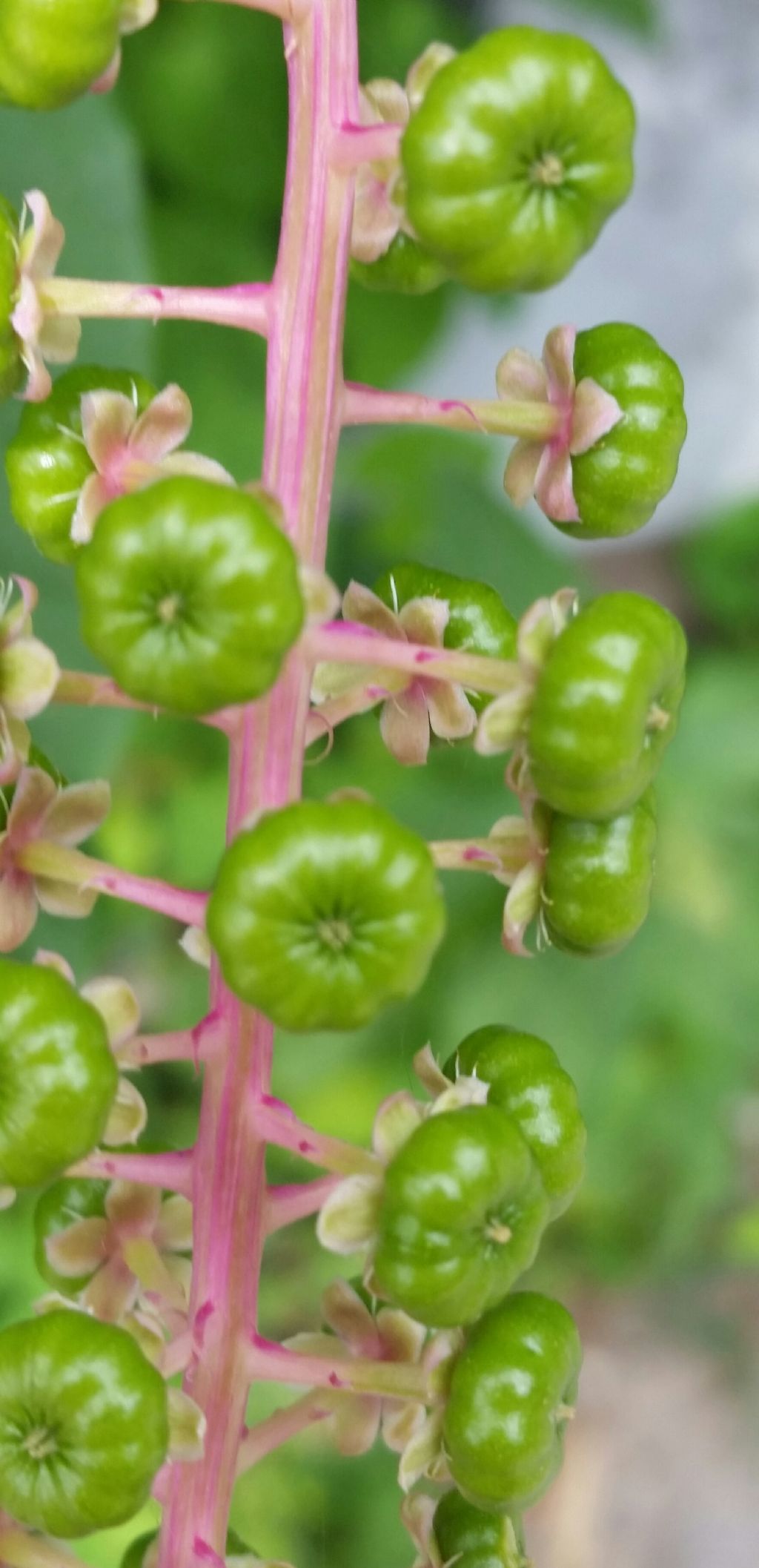 Phytolacca americana